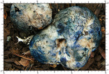 Chamonixia caespitosa